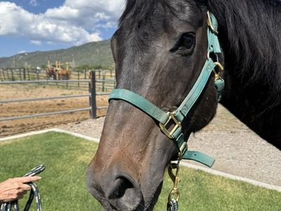19 Yr Gelding OBO!