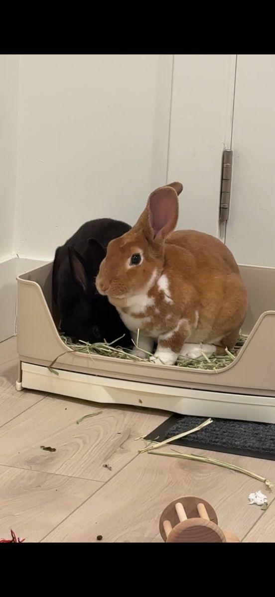 Two Sweet-Tempered, Litter-Trained Rabbits