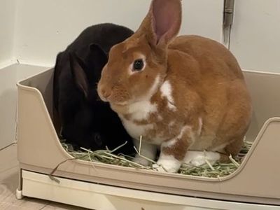 Two Sweet-Tempered, Litter-Trained Rabbits