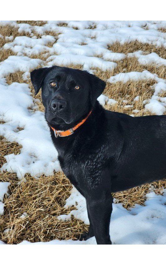 Black Labrador Retriever Stud