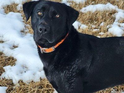 Black Labrador Retriever Stud