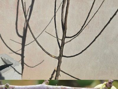 Green Gage Plum Bare Root