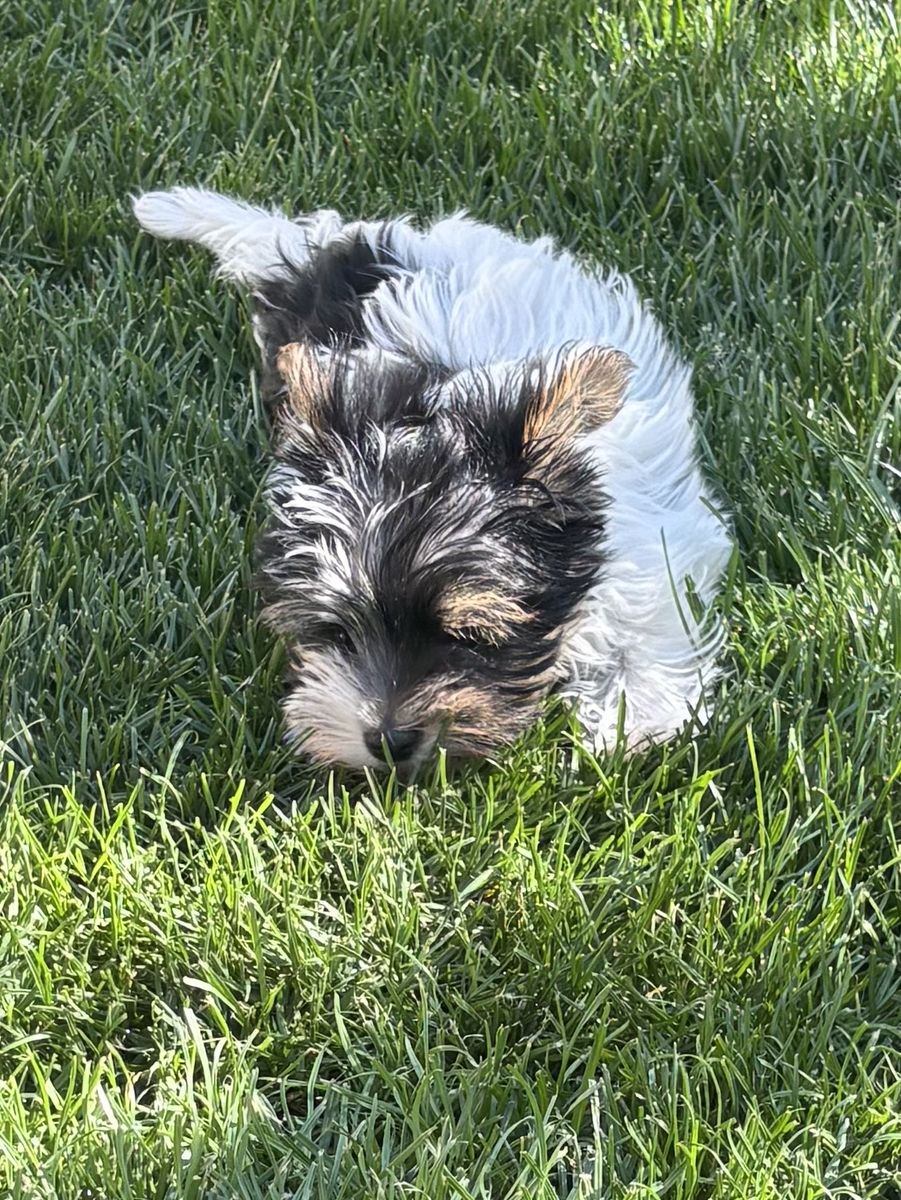 Purebred Yorkie Puppy