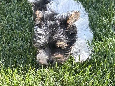 Purebred Yorkie Puppy