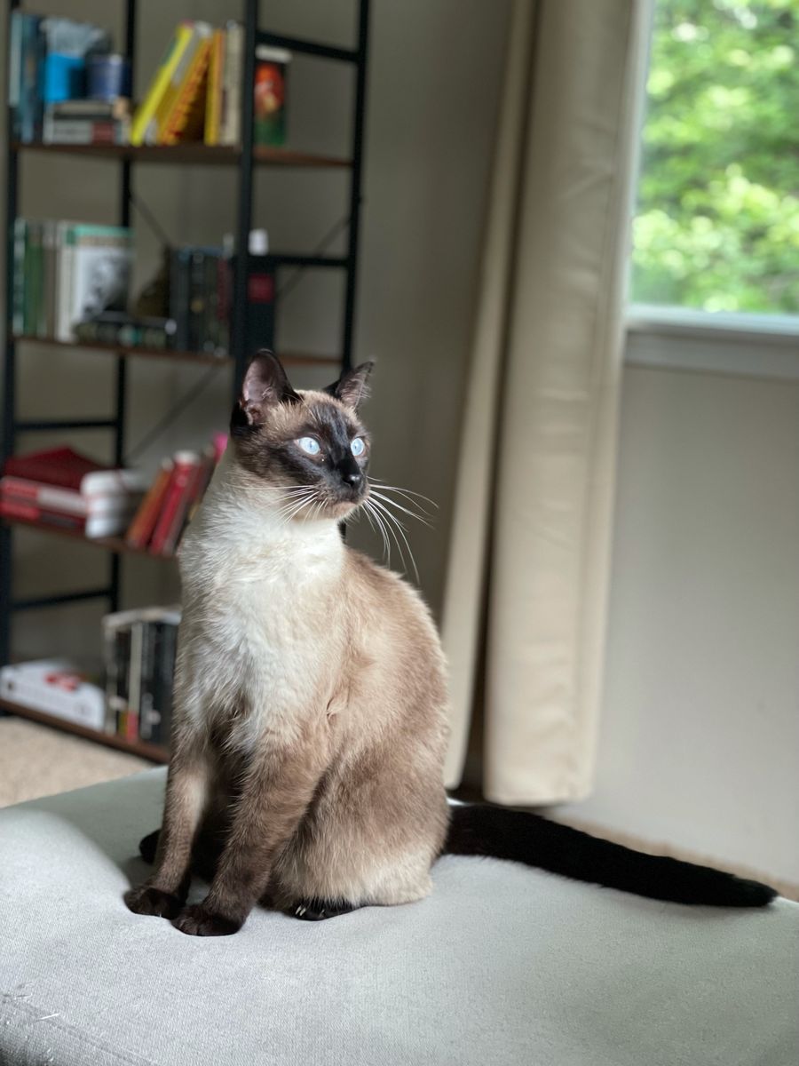 Siamese Cat in Need of New Home