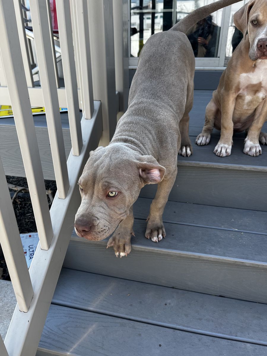 Puppy for sale