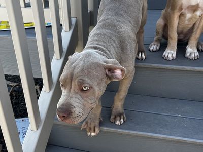 Puppy for sale