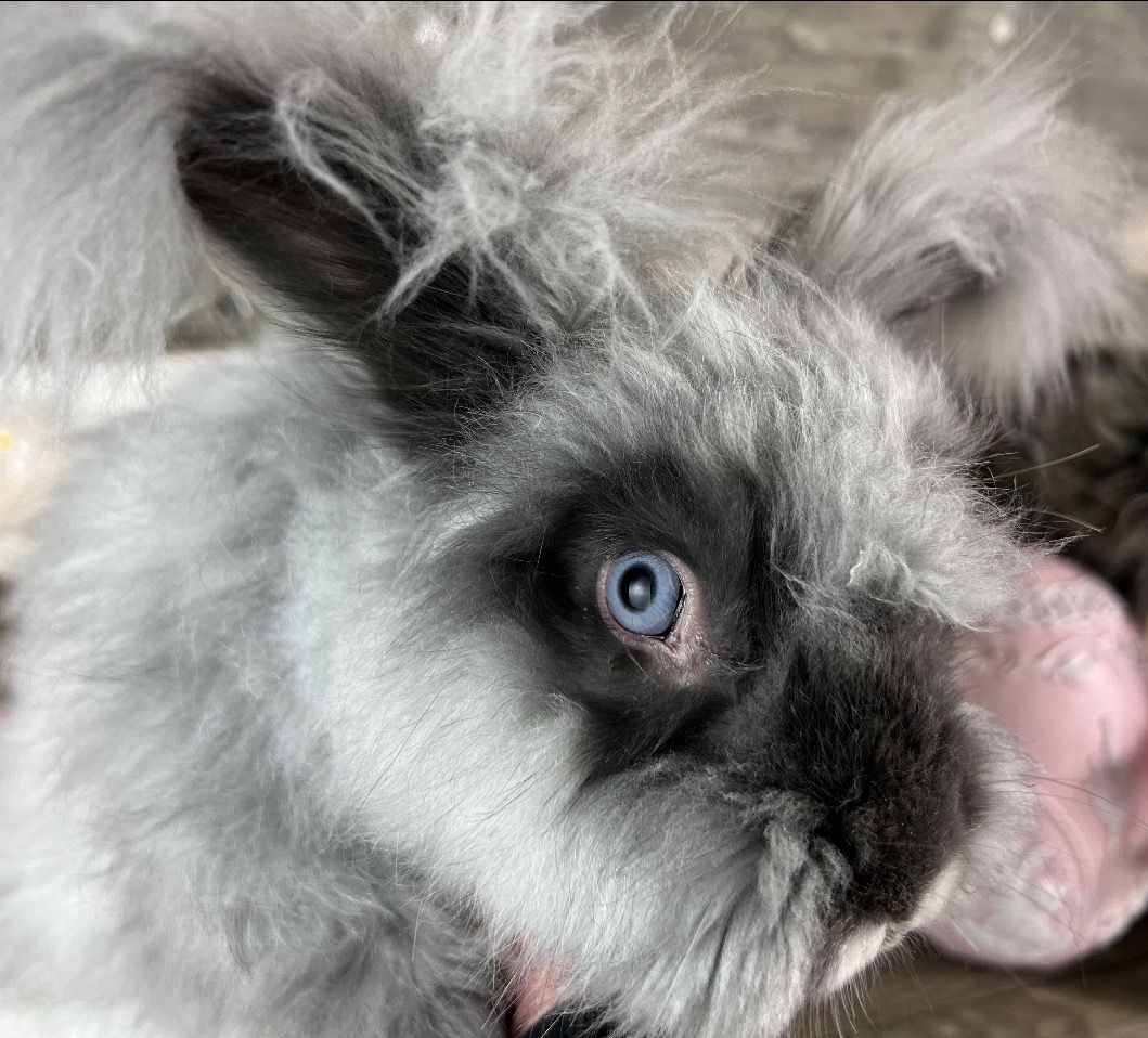 English Angora Bunny Blue Eye Proven Pedigreed Buck