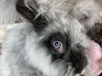 English Angora Bunny Blue Eye Proven Pedigreed Buck