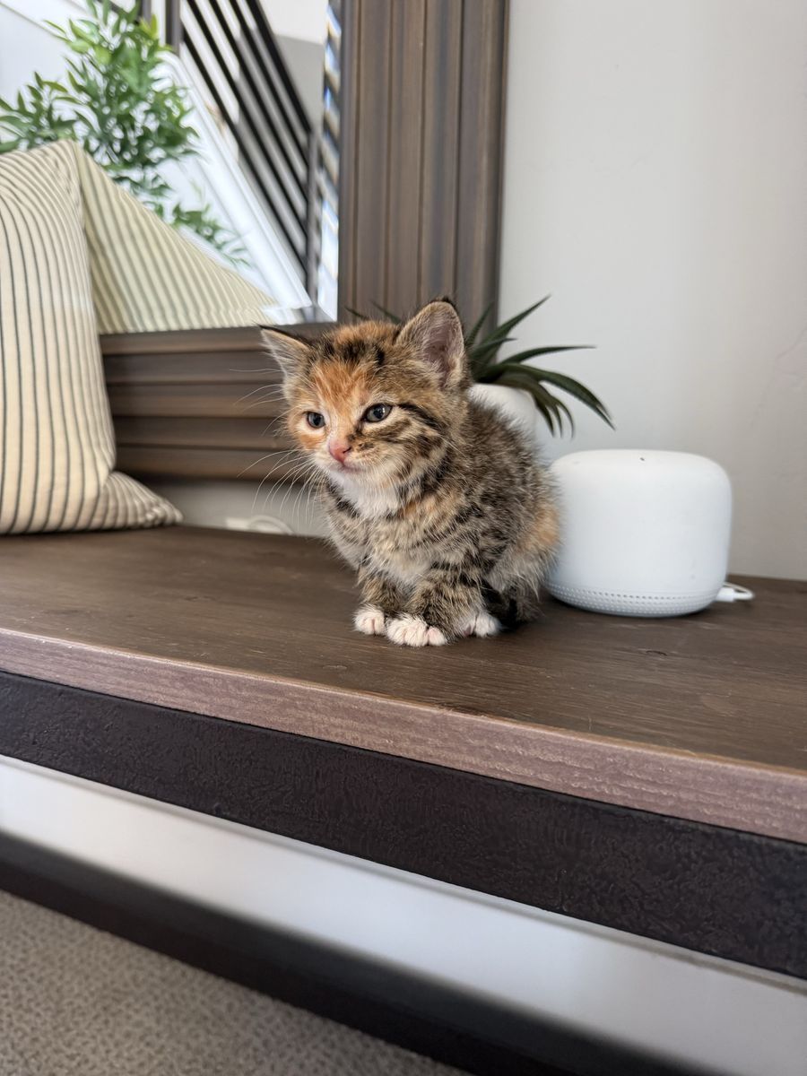 Beautiful calico VACCINATED 8 week kittens