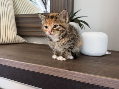 Beautiful calico VACCINATED 8 week kittens