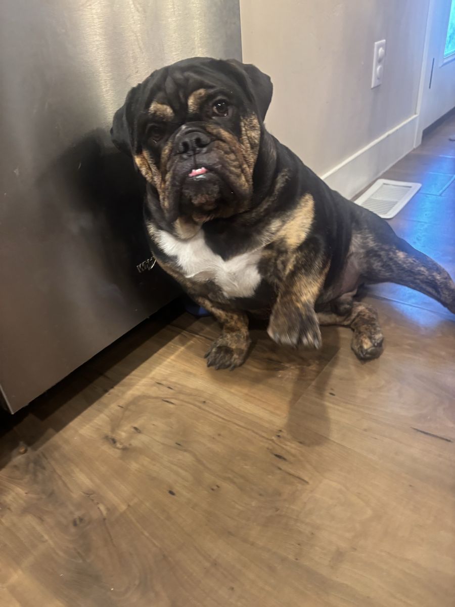 AKC registered Male English bulldog