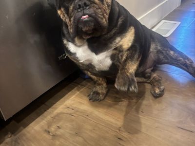 AKC registered Male English bulldog