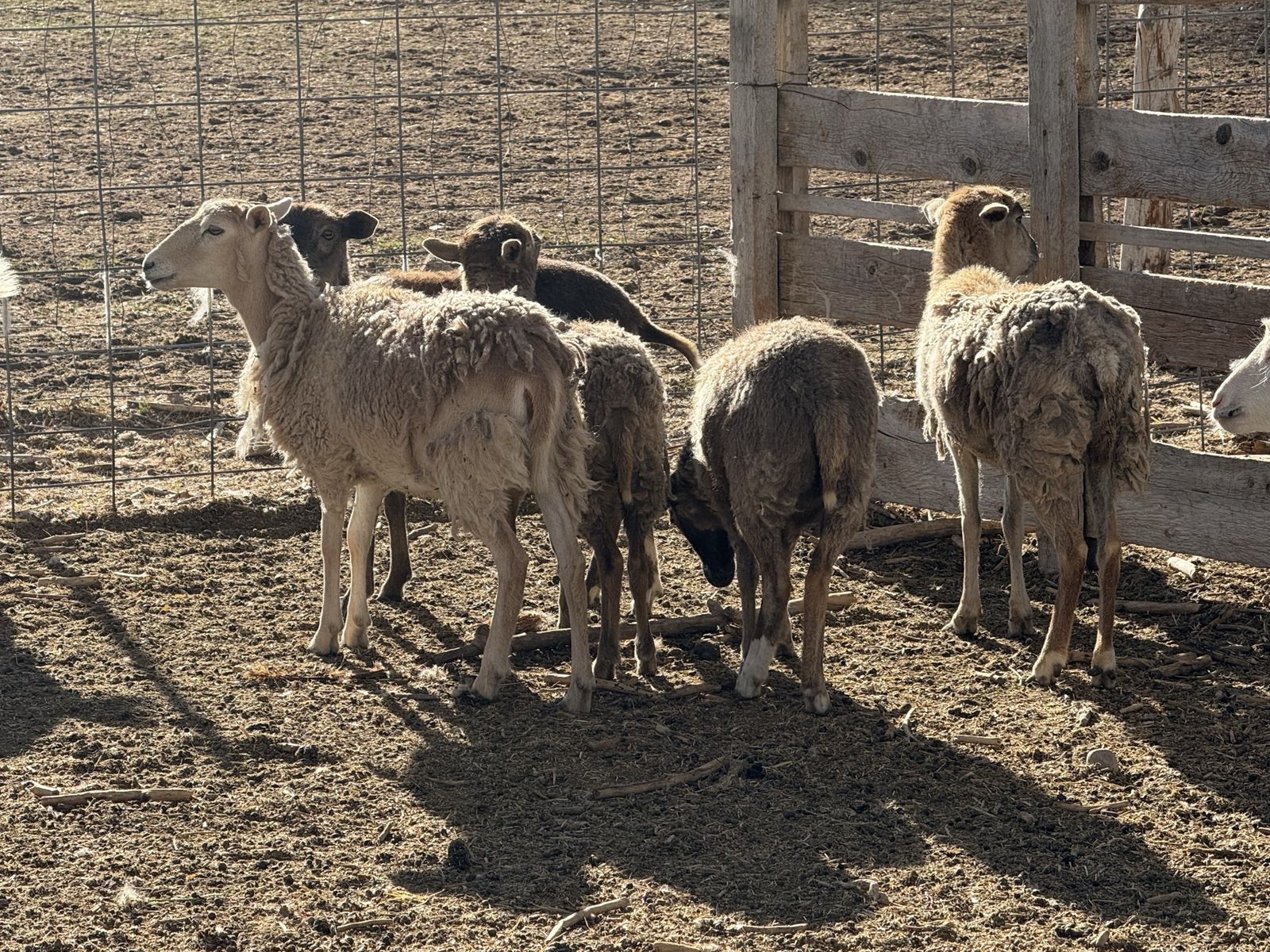 5 Black Belly Ewe Lambs