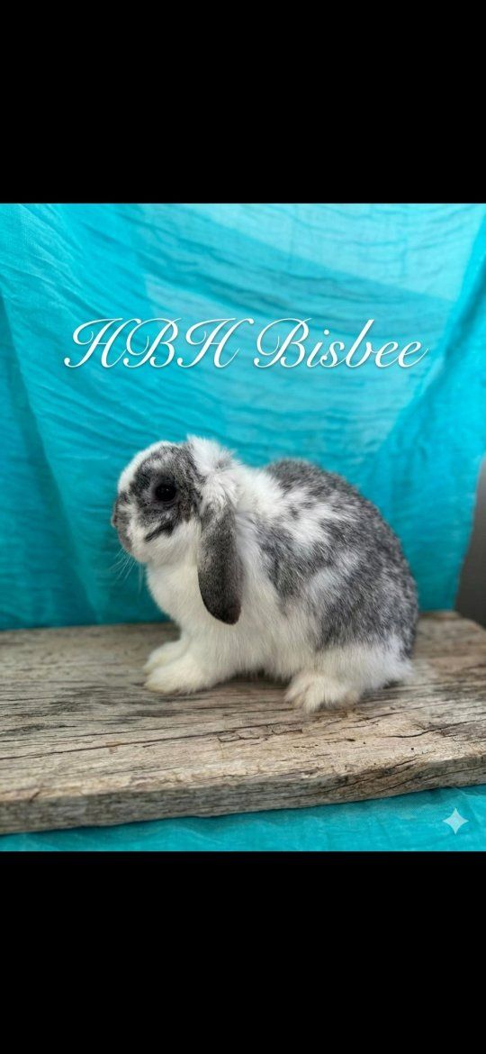 Proven Pedigree Holland Lop Doe