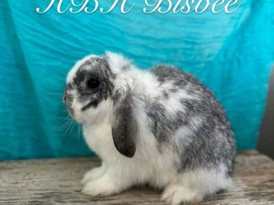 Proven Pedigree Holland Lop Doe