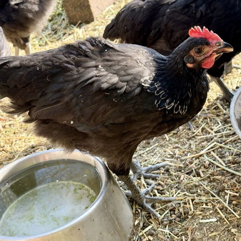 Barnyard Mix Cockerels