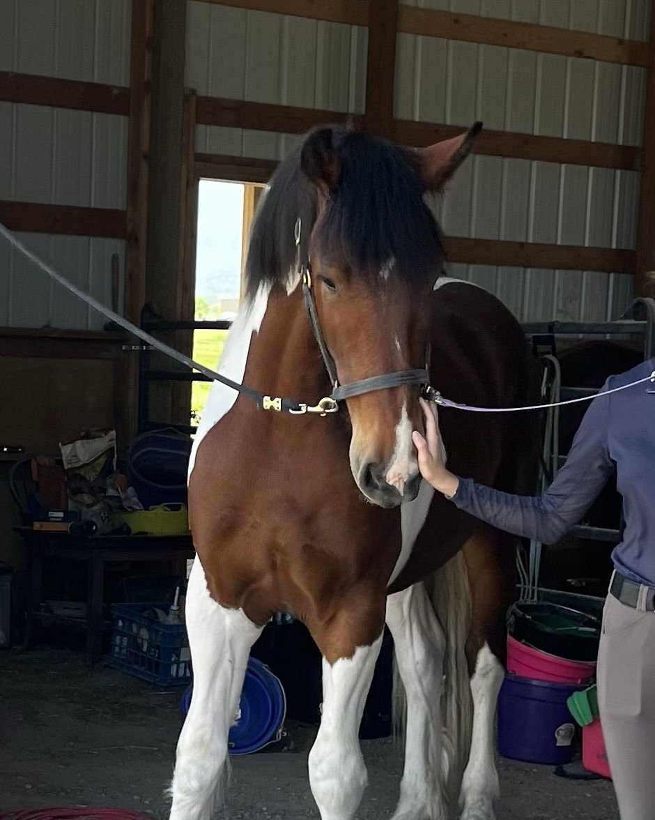 STUNNING FRIESIAN GELDING