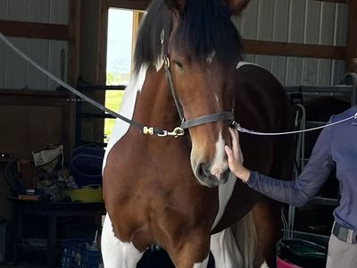 STUNNING FRIESIAN GELDING