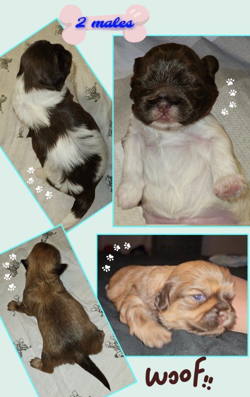 2 Male CavaTzu Puppies Small Hypoallergenic