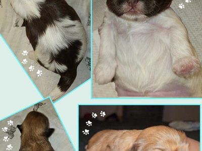 2 Male CavaTzu Puppies Small Hypoallergenic