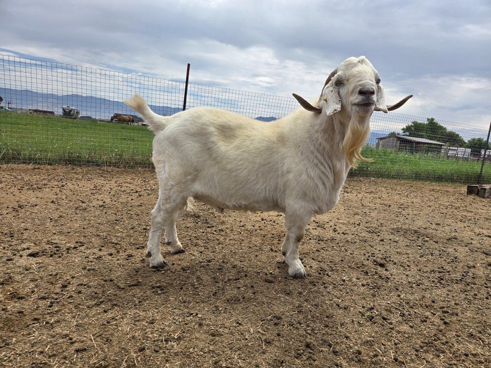 Fullblood Registered Savanna Buck