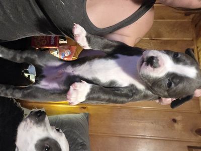 blue nose and staffer shire terrier puppies