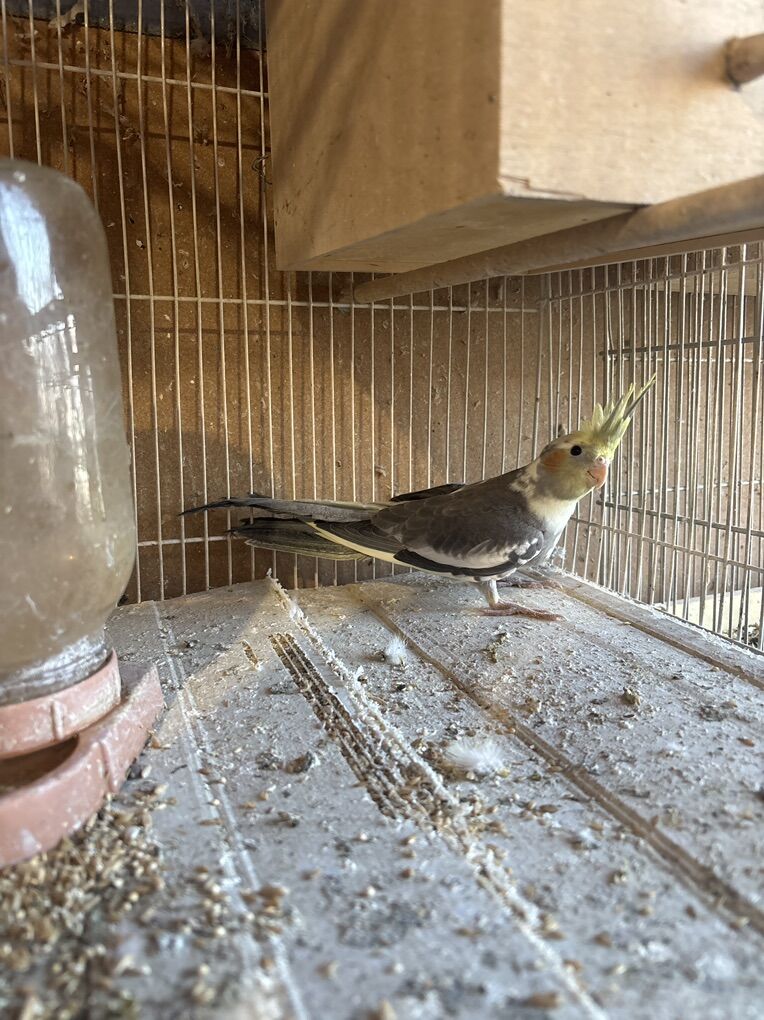 Baby Cocktail 4 and 9 Months Old 180.00 Each