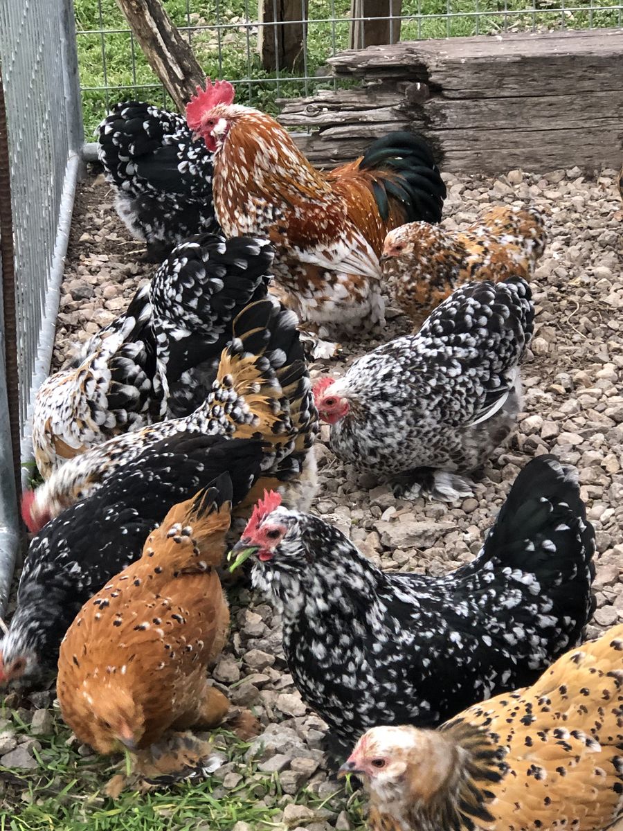 Fertile Mille Fleur x Bantam Cochins eggs
