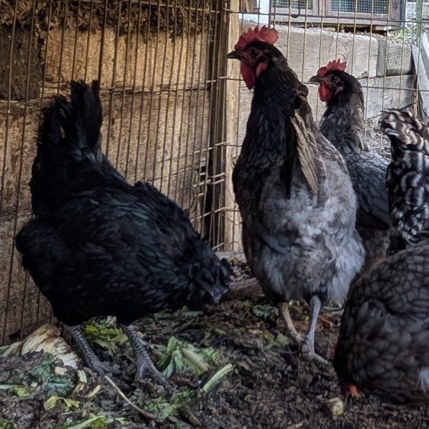 Young prolific laying hens of various breeds
