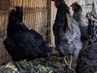 Young prolific laying hens of various breeds