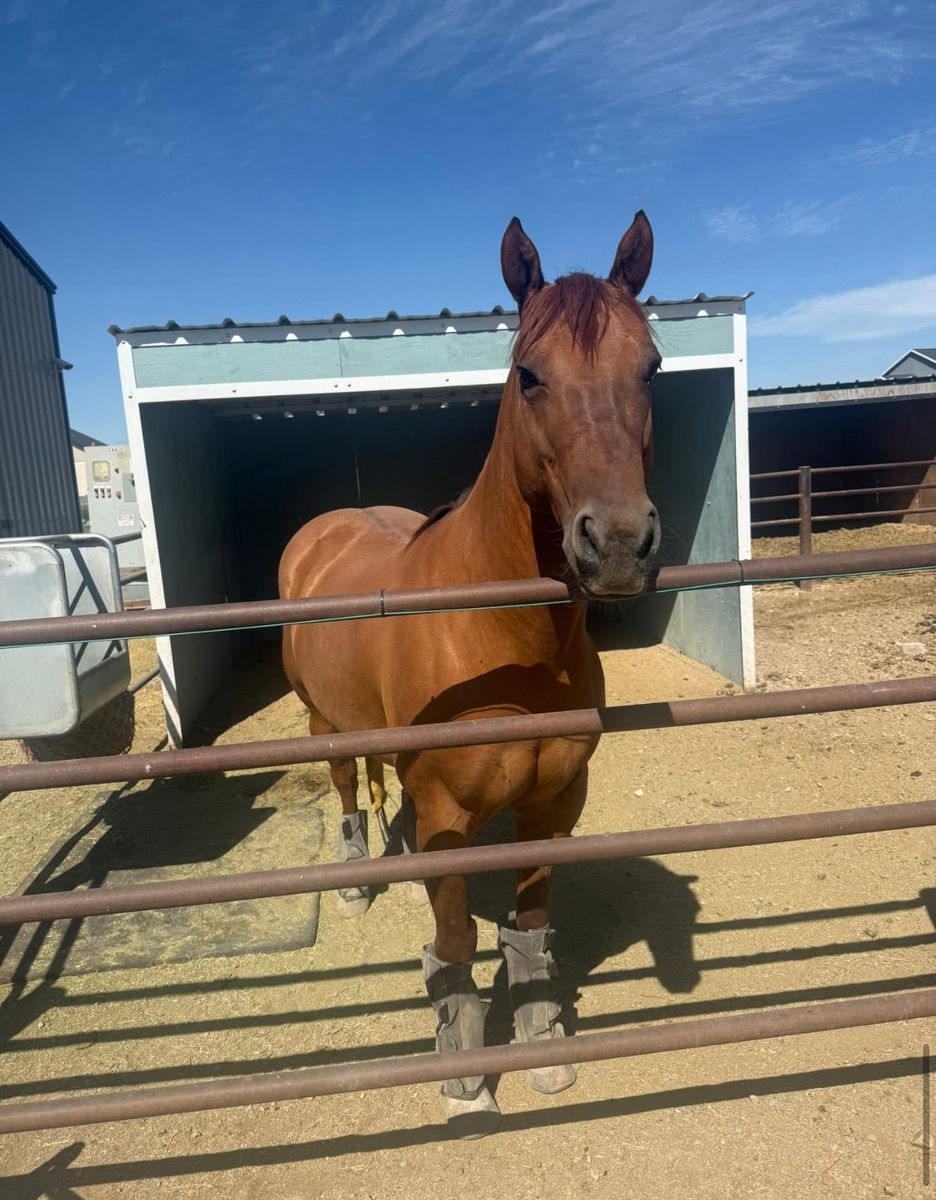 7 Year Old Finished Heel Gelding