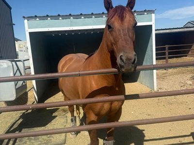 7 Year Old Finished Heel Gelding