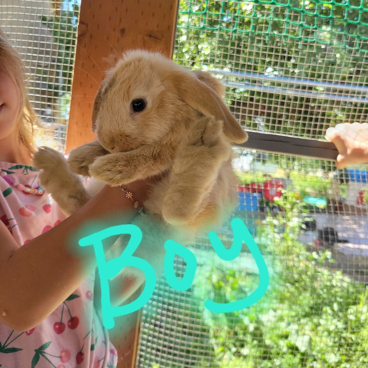 3 month old boy and girl bunnies for sale.
