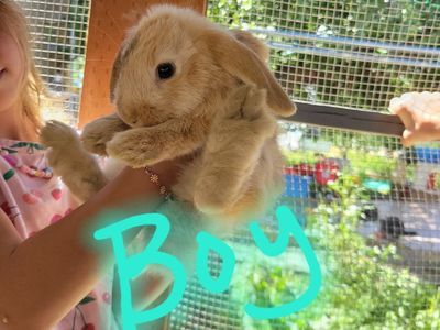 3 month old boy and girl bunnies for sale.