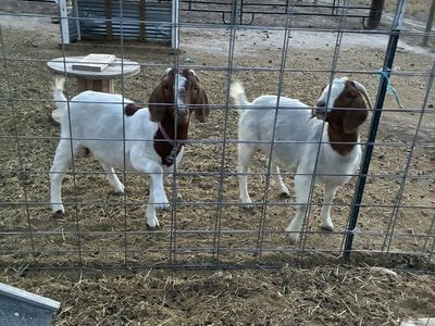 2 boer females