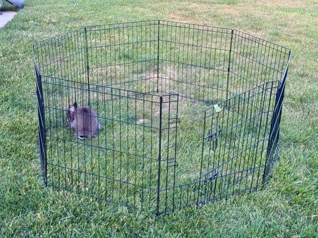 Pet Playpen 24" Tall