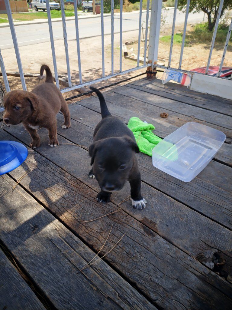 Adorable Mixed Breed Puppies Looking for Loving Homes