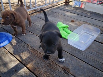 Adorable Mixed Breed Puppies Looking for Loving Homes