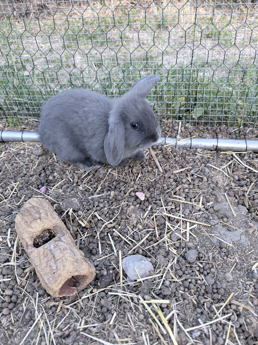 4 Adorable Holland Lop Bunnies