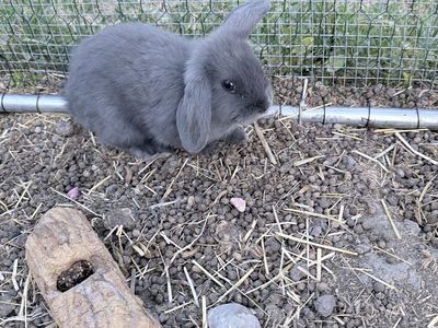 4 Adorable Holland Lop Bunnies