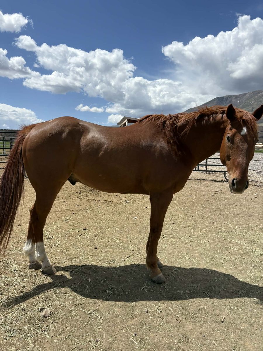 2008 AQHA GELDING BIG RED – HIGH SCHOOL RODEO/JACK POT BARREL HORSE