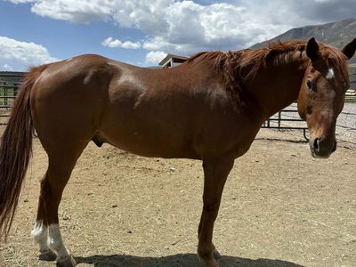 2008 AQHA GELDING BIG RED – HIGH SCHOOL RODEO/JACK POT BARREL HORSE