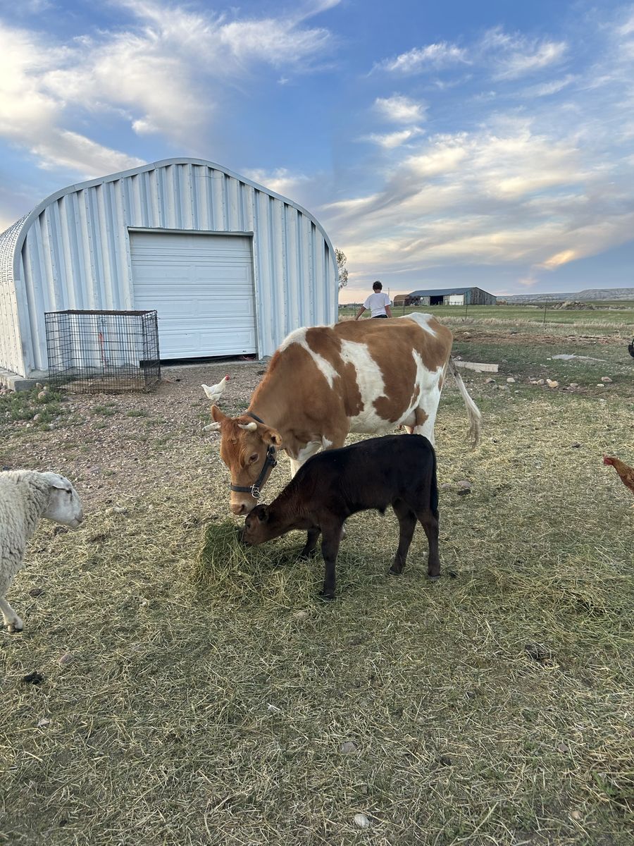 Dairy Cow with Calf