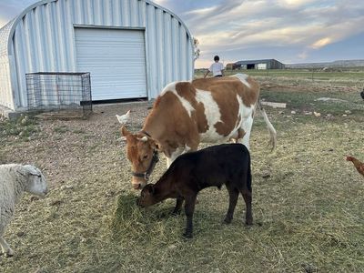 Dairy Cow with Calf