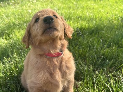 Red Golden Retriever Puppies – Purpose Bred