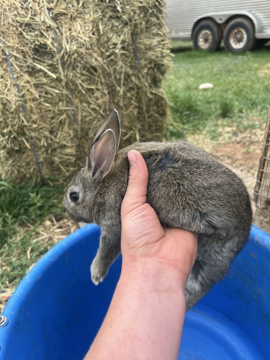 Good meat or pet rabbits