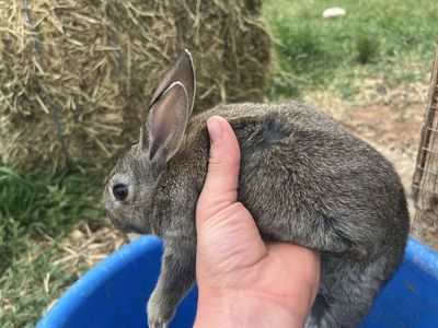 Good meat or pet rabbits
