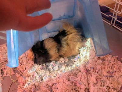 Guinea pigs