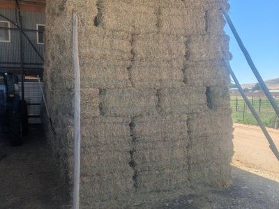 Alfalfa Hay